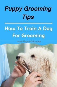 a woman grooming a dog with the title puppy grooming tips how to train a dog for grooming