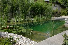 a pond with water lilies in it surrounded by greenery