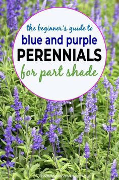 the beginner's guide to blue and purple perennials for part shade