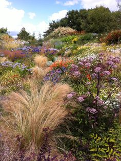 a field full of flowers and plants with lots of tall grass in the foreground