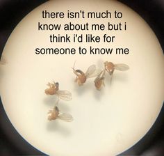 three flies sitting on top of a plate with the words, there isn't much to know about me but i think i'd like for someone to know