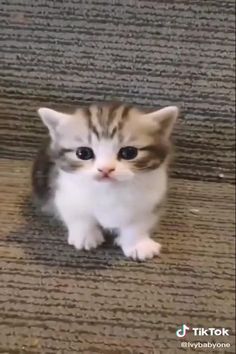 a small kitten sitting on top of a wooden floor next to a wall and looking at the camera