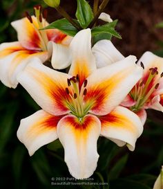 some white and yellow flowers with green leaves