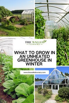 what to grow in an unhealthy greenhouse in winter and how to use it