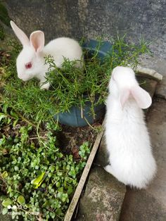 two small white rabbits eating grass in a planter