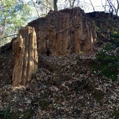 a large tree stump sitting on top of a pile of leaves in the forest next to a hill