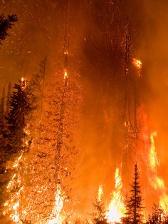 a forest filled with lots of trees covered in fire