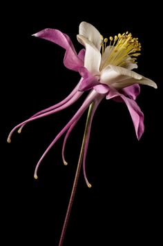 جورج حبيقة, Flor Tattoo, Columbine Flower, Strange Flowers, Wallpaper Photography, Wonders Of Nature, Flowers Arrangements, Plant Photography, Unusual Flowers