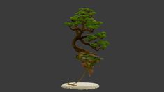 a bonsai tree in the middle of a gray background