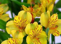 yellow and red flowers with green leaves in the background