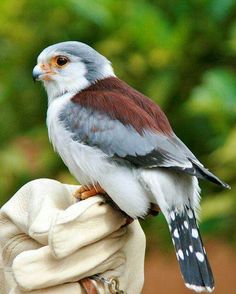 a small bird perched on the arm of someone's hand