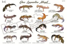 an image of different types of geckos