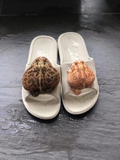 two pieces of food sitting on top of white slippers