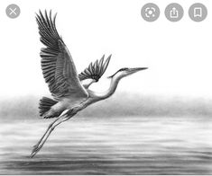 a black and white photo of a bird flying over water