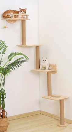 two cats sitting on top of cat trees in a room with white walls and wooden flooring