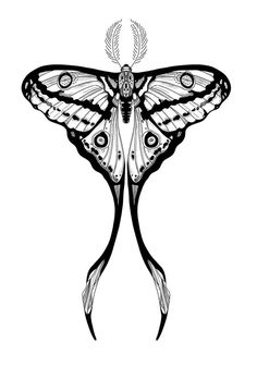 a black and white drawing of a butterfly