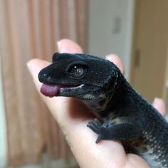 a small lizard is sitting on someone's hand with it's tongue out