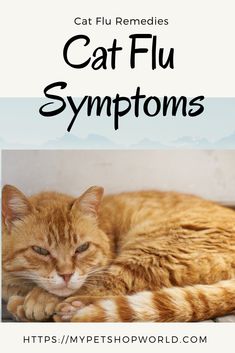 No Appetite, Cat Remedies, Cats Health, Cat Cold, Diy Cat Food, Cat Medicine, Cat Illnesses, Sick Cat