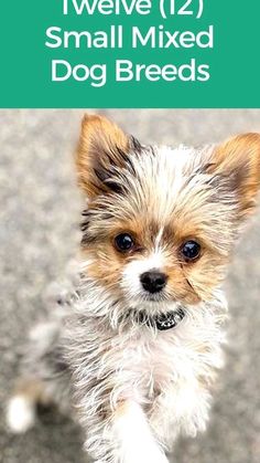 a small dog standing on top of a cement floor next to a green sign that says iweve 12 small mixed dog breeds