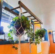 some plants hanging from a wooden beam in a room with orange walls and blue windows