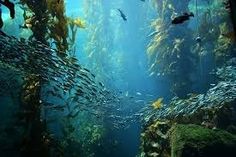 an aquarium filled with lots of different types of fish and seaweed, all surrounded by water