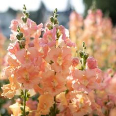 pink flowers are blooming in the garden