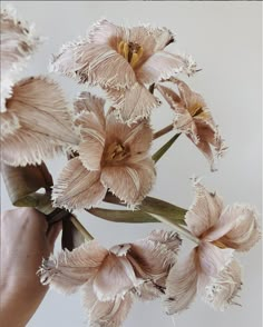 a person is holding some flowers in their hand and touching it with the other hand