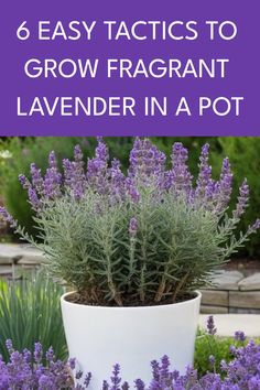 lavender in a pot with text overlay that reads 6 easy tricks to grow fragrant lavender in a pot