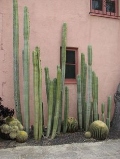 an image of cactus plants in front of a pink building