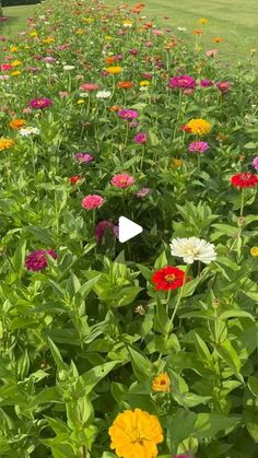 a field full of different colored flowers