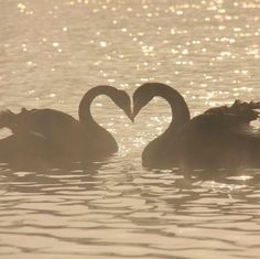 two swans in the water making a heart shape with their beaks as they swim