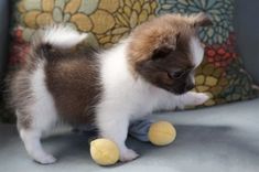 a small brown and white puppy standing on top of a couch