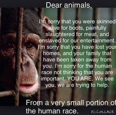 an image of a monkey in a cage with the caption'dear animals, they are