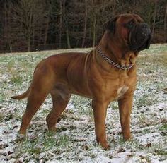 a large brown dog standing on top of a snow covered field with trees in the background