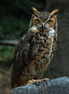 an owl is sitting on top of a fence post and looking at the camera man