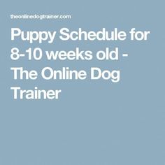 puppy schedule for 8 - 10 weeks old the online dog trainer is here to help you