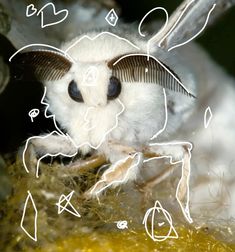 a close up of a small white animal with black and white lines on it's face