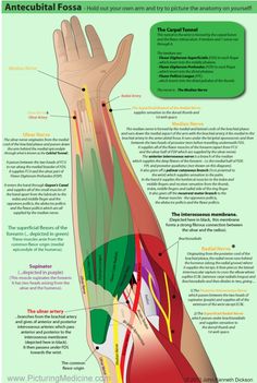 the arm and wrist muscles are labeled in this diagram, as well as their major functions