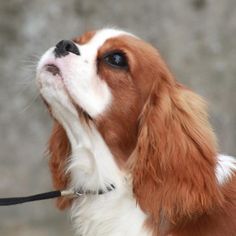 a close up of a dog on a leash