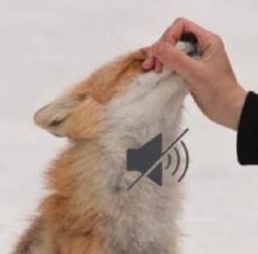 a person is petting a dog in the snow with an antenna attached to it