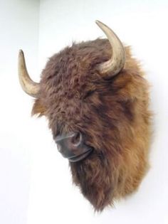 an animal head mounted on the wall with long horns and large, brown fur covering it's face