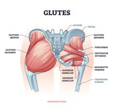 an image of the anatomy of the human body showing the muscles and glutes