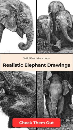 Realistic Elephant drawings in Pencil Eye Drawing Realistic, Finished Drawings, Elephant Drawings, Pygmy Elephant, Drawings In Pencil, Elephant Eye