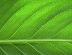 the underside of a large green leaf royalty images and clippings are also available for use