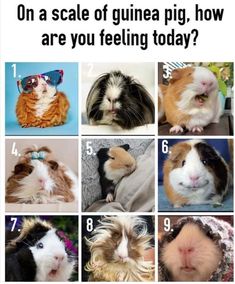 a collage of guinea pig pictures with caption that says, on a scale of guinea pig, how are you feeling today?