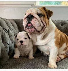 two dogs sitting on a couch with one looking at the camera