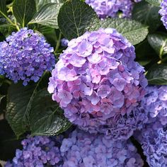 purple flowers with green leaves in the background