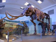 a museum display with an animal skeleton in the middle and other dinosaurs on the wall