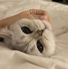 a close up of a person petting a cat on top of a white blanket