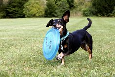 a black and brown dog holding a blue frisbee in it's mouth